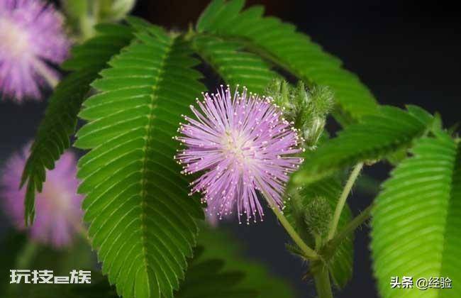 含羞草有哪些特点和用处(草本植物含羞草样子等特征)-图片1